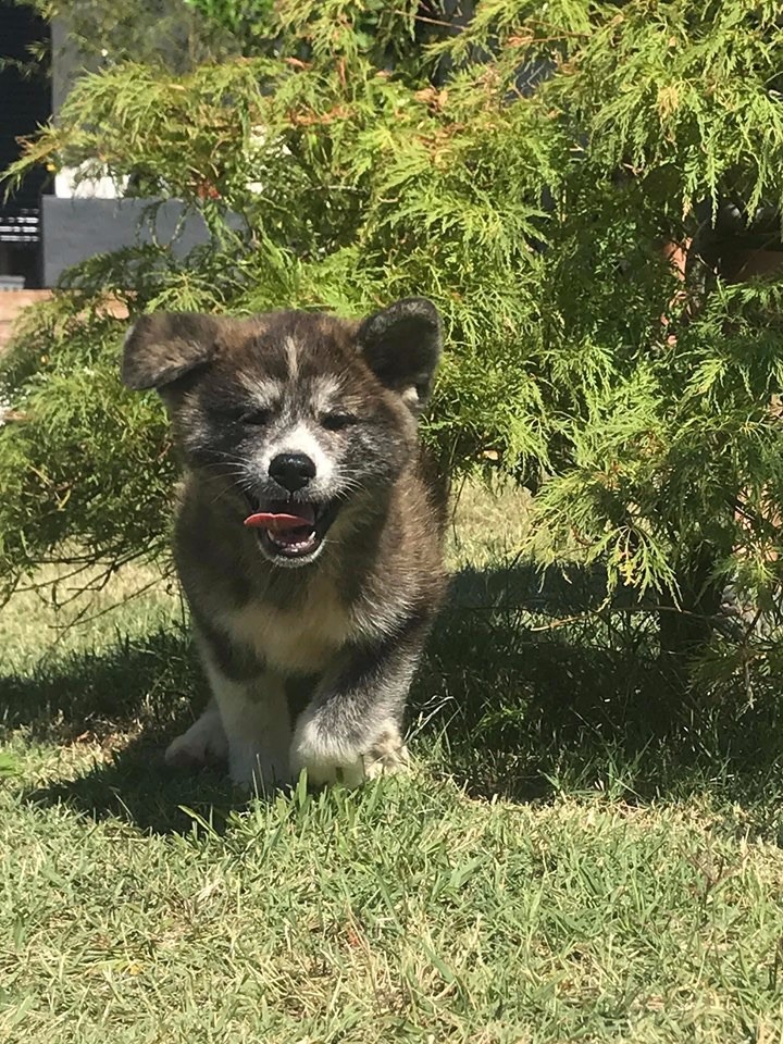 Chiot Akita Christelle Laurent Filippi